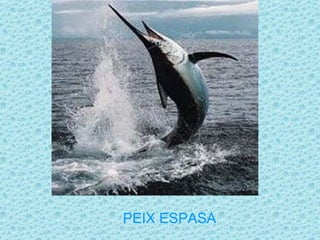 PEIX ESPASA
 
