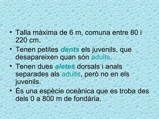 • Talla màxima de 6 m, comuna entre 80 i
  220 cm.
• Tenen petites dents els juvenils, que
  desapareixen quan són adults.
• Tenen dues aletes dorsals i anals
  separades als adults, però no en els
  juvenils.
• És una espècie oceànica que es troba des
  dels 0 a 800 m de fondària.
 