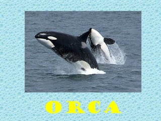 oRCA
 
