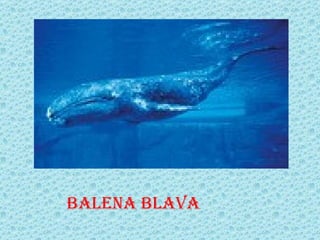 BALENA BLAVA
 