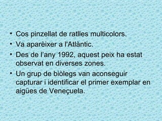 • Cos pinzellat de ratlles multicolors.
• Va aparèixer a l'Atlàntic.
• Des de l’any 1992, aquest peix ha estat
  observat en diverses zones.
• Un grup de biòlegs van aconseguir
  capturar i identificar el primer exemplar en
  aigües de Veneçuela.
 