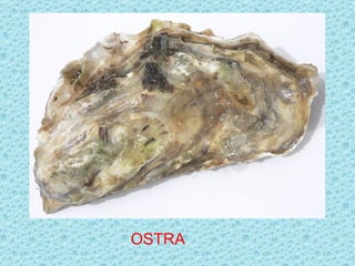 OSTRA
 