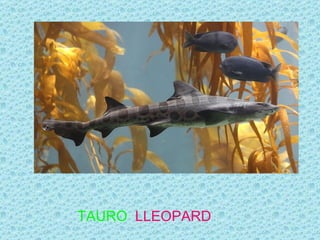 TAURO LLEOPARD
 