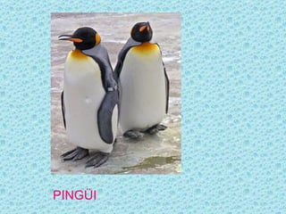 PINGÜI
 