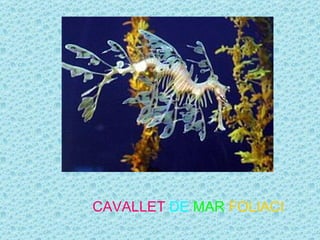 CAVALLET DE MAR FOLIACI
 