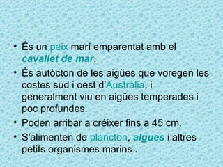 • És un peix marí emparentat amb el
  cavallet de mar.
• És autòcton de les aigües que voregen les
  costes sud i oest d'Austràlia, i
  generalment viu en aigües temperades i
  poc profundes.
• Poden arribar a créixer fins a 45 cm.
• S'alimenten de plàncton, algues i altres
  petits organismes marins .
 
