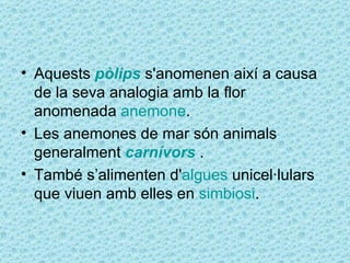 • Aquests pòlips s'anomenen així a causa
  de la seva analogia amb la flor
  anomenada anemone.
• Les anemones de mar són animals
  generalment carnívors .
• També s’alimenten d'algues unicel·lulars
  que viuen amb elles en simbiosi.
 