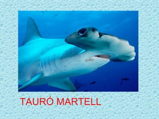 TAURÓ MARTELL
 