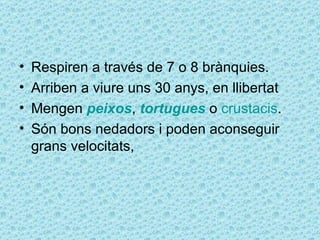 •   Respiren a través de 7 o 8 brànquies.
•   Arriben a viure uns 30 anys, en llibertat
•   Mengen peixos, tortugues o crustacis.
•   Són bons nedadors i poden aconseguir
    grans velocitats,
 