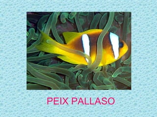 PEIX PALLASO
 