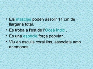 • Els mascles poden assolir 11 cm de
  llargària total.
• Es troba a l'est de l'Oceà Índic .
• És una espècie força popular .
• Viu en esculls coral·lins, associats amb
  anemones.
 
