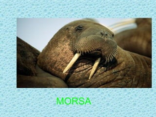 MORSA
 