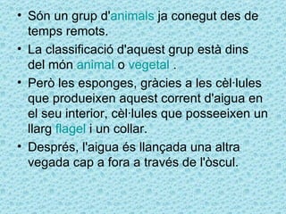 • Són un grup d'animals ja conegut des de
  temps remots.
• La classificació d'aquest grup està dins
  del món animal o vegetal .
• Però les esponges, gràcies a les cèl·lules
  que produeixen aquest corrent d'aigua en
  el seu interior, cèl·lules que posseeixen un
  llarg flagel i un collar.
• Després, l'aigua és llançada una altra
  vegada cap a fora a través de l'òscul.
 