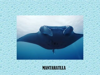 MANTARATLLA
 
