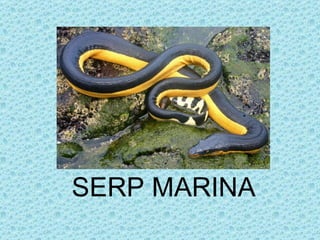 SERP MARINA
 