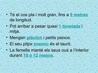 • Té el cos pla i molt gran, fins a 9 metres
  de longitud.
• Pot arribar a pesar quasi 1 tonelada i
  mitja.
• Mengen plàcton i petits peixos.
• El seu pitjor enemic és el tauró.
• La femella manté els seus ous a l’interior
  durant 10 o 12 mesos.
 