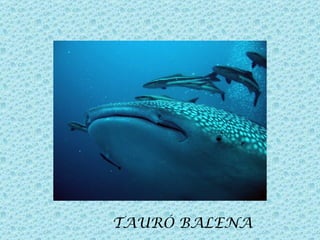 TAURÓ BALENA
 