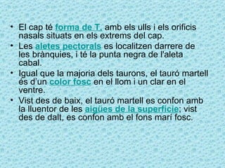 • El cap té forma de T, amb els ulls i els orificis
  nasals situats en els extrems del cap.
• Les aletes pectorals es localitzen darrere de
  les brànquies, i té la punta negra de l'aleta
  cabal.
• Igual que la majoria dels taurons, el tauró martell
  és d’un color fosc en el llom i un clar en el
  ventre.
• Vist des de baix, el tauró martell es confon amb
  la lluentor de les aigües de la superfície; vist
  des de dalt, es confon amb el fons marí fosc.
 