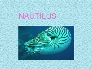 NAUTILUS
 