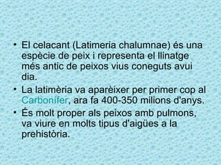 • El celacant (Latimeria chalumnae) és una
  espècie de peix i representa el llinatge
  més antic de peixos vius coneguts avui
  dia.
• La latimèria va aparèixer per primer cop al
  Carbonífer, ara fa 400-350 milions d'anys.
• És molt proper als peixos amb pulmons,
  va viure en molts tipus d'aigües a la
  prehistòria.
 