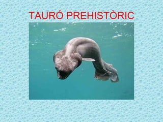 TAURÓ PREHISTÒRIC
 