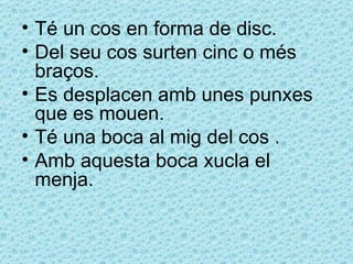 • Té un cos en forma de disc.
• Del seu cos surten cinc o més
  braços.
• Es desplacen amb unes punxes
  que es mouen.
• Té una boca al mig del cos .
• Amb aquesta boca xucla el
  menja.
 