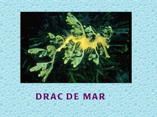 DR AC DE MAR
 