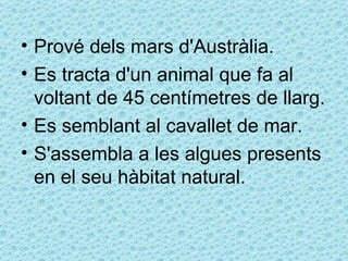 • Prové dels mars d'Austràlia.
• Es tracta d'un animal que fa al
  voltant de 45 centímetres de llarg.
• Es semblant al cavallet de mar.
• S'assembla a les algues presents
  en el seu hàbitat natural.
 