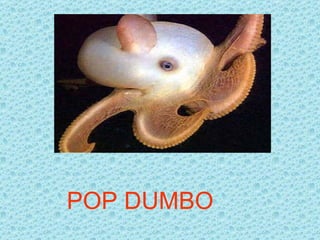 POP DUMBO
 