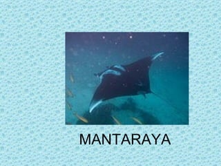 MANTARAYA
 