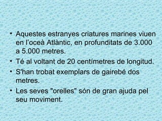 • Aquestes estranyes criatures marines viuen
  en l’oceà Atlàntic, en profunditats de 3.000
  a 5.000 metres.
• Té al voltant de 20 centímetres de longitud.
• S'han trobat exemplars de gairebé dos
  metres.
• Les seves "orelles" són de gran ajuda pel
  seu moviment.
 