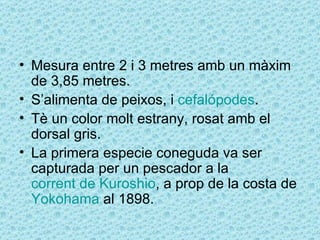 • Mesura entre 2 i 3 metres amb un màxim
  de 3,85 metres.
• S’alimenta de peixos, i cefalópodes.
• Tè un color molt estrany, rosat amb el
  dorsal gris.
• La primera especie coneguda va ser
  capturada per un pescador a la
  corrent de Kuroshio, a prop de la costa de
  Yokohama al 1898.
 