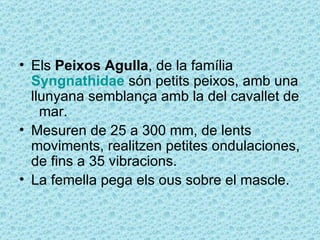 • Els Peixos Agulla, de la família
  Syngnathidae són petits peixos, amb una
  llunyana semblança amb la del cavallet de
    mar.
• Mesuren de 25 a 300 mm, de lents
  moviments, realitzen petites ondulaciones,
  de fins a 35 vibracions.
• La femella pega els ous sobre el mascle.
 