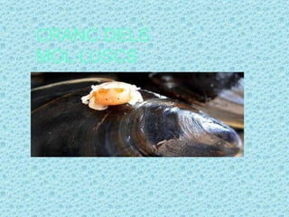 CRANC DELS
MOL·LUSCS
 