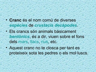 • Cranc és el nom comú de diverses
  espècies de crustacis decàpodes.
• Els crancs són animals bàsicament
  bentònics, és a dir, viuen sobre el fons
  dels mars, llacs, rius, etc.
• Aquest cranc no te closca per tant es
  proteixeix sota les pedres o els mol·luscs.
 