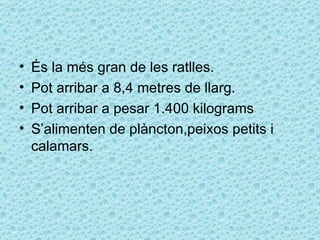 •   És la més gran de les ratlles.
•   Pot arribar a 8,4 metres de llarg.
•   Pot arribar a pesar 1.400 kilograms
•   S’alimenten de plàncton,peixos petits i
    calamars.
 