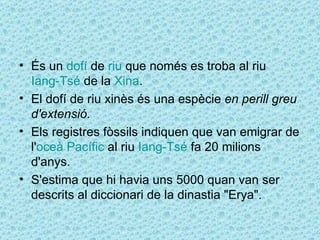 • És un dofí de riu que només es troba al riu
  Iang-Tsé de la Xina.
• El dofí de riu xinès és una espècie en perill greu
  d'extensió.
• Els registres fòssils indiquen que van emigrar de
  l'oceà Pacífic al riu Iang-Tsé fa 20 milions
  d'anys.
• S'estima que hi havia uns 5000 quan van ser
  descrits al diccionari de la dinastia "Erya".
 