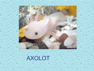 AXOLOT
 