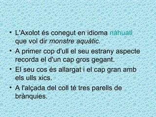 • L'Axolot és conegut en idioma nàhuatl
  que vol dir monstre aquàtic.
• A primer cop d'ull el seu estrany aspecte
  recorda el d'un cap gros gegant.
• El seu cos és allargat i el cap gran amb
  els ulls xics.
• A l'alçada del coll té tres parells de
  brànquies.
 
