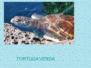 TORTUGA VERDA
 