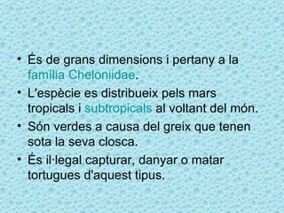 • És de grans dimensions i pertany a la
  família Cheloniidae.
• L'espècie es distribueix pels mars
  tropicals i subtropicals al voltant del món.
• Són verdes a causa del greix que tenen
  sota la seva closca.
• És il·legal capturar, danyar o matar
  tortugues d'aquest tipus.
 