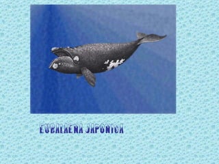Eubalaena japonica
 