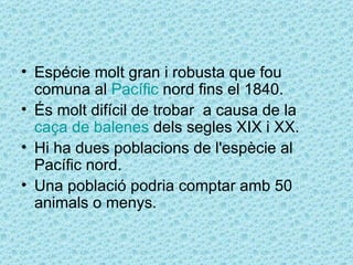 • Espécie molt gran i robusta que fou
  comuna al Pacífic nord fins el 1840.
• És molt difícil de trobar a causa de la
  caça de balenes dels segles XIX i XX.
• Hi ha dues poblacions de l'espècie al
  Pacífic nord.
• Una població podria comptar amb 50
  animals o menys.
 
