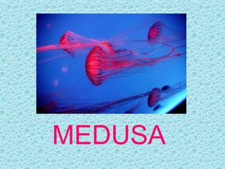 MEDUSA
 