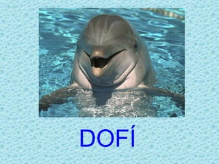 DOFÍ
 