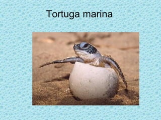 Tortuga marina
 
