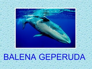 BALENA GEPERUDA
 