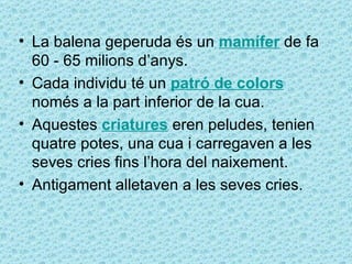 • La balena geperuda és un mamífer de fa
  60 - 65 milions d’anys.
• Cada individu té un patró de colors
  només a la part inferior de la cua.
• Aquestes criatures eren peludes, tenien
  quatre potes, una cua i carregaven a les
  seves cries fins l’hora del naixement.
• Antigament alletaven a les seves cries.
 