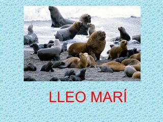 LLEO MARÍ
 