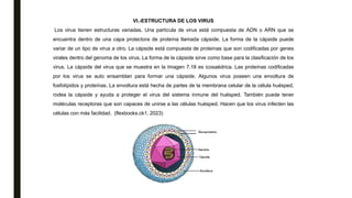 VI.-ESTRUCTURA DE LOS VIRUS
Los virus tienen estructuras variadas. Una partícula de virus está compuesta de ADN o ARN que se
encuentra dentro de una capa protectora de proteína llamada cápside. La forma de la cápside puede
variar de un tipo de virus a otro. La cápside está compuesta de proteínas que son codificadas por genes
virales dentro del genoma de los virus. La forma de la cápside sirve como base para la clasificación de los
virus. La cápside del virus que se muestra en la Imagen 7.18 es icosaédrica. Las proteínas codificadas
por los virus se auto ensamblan para formar una cápside. Algunos virus poseen una envoltura de
fosfolípidos y proteínas. La envoltura está hecha de partes de la membrana celular de la célula huésped,
rodea la cápside y ayuda a proteger el virus del sistema inmune del huésped. También puede tener
moléculas receptoras que son capaces de unirse a las células huésped. Hacen que los virus infecten las
células con más facilidad. (flexbooks.ck1, 2023)
 